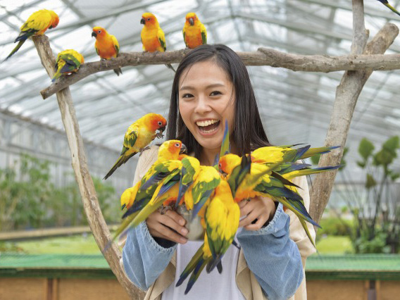 掛川花鳥園に行く格安日帰りバスツアー バス市場