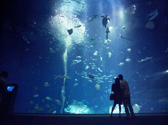 新宿発 茨城 アクアワールド茨城県大洗水族館 しゃぶしゃぶ御膳のご昼食 日帰りバスツアー バス市場