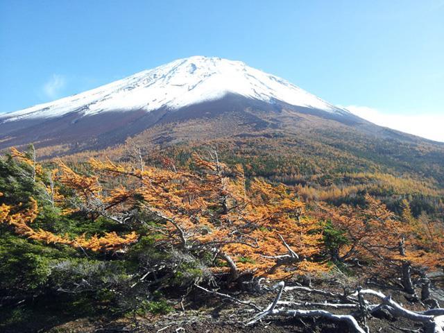 新宿発 富士山紅葉ドライブ 奥庭紅葉と五合目散策 コキア鑑賞とぶどう狩りの日帰りバスツアー バス市場