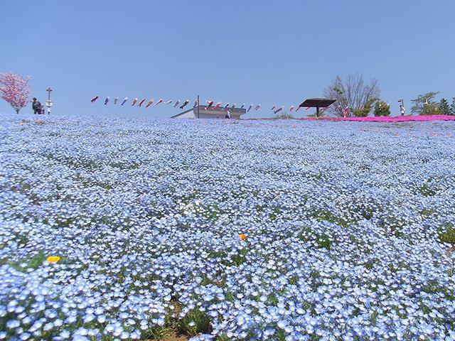 新宿発 栃木 群馬 あしかが 藤 東武トレジャーガーデン ネモフィラ 八王子山公園 芝桜 スカイベリー狩り日帰りバスツアー バス市場