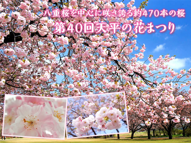 とちぎ花めぐり チューリップ 桜 藤 と天使のパンケーキとプレミアムいちご スカイベリー限定 いちご狩り食べ放題に行く日帰りバスツアー バス市場