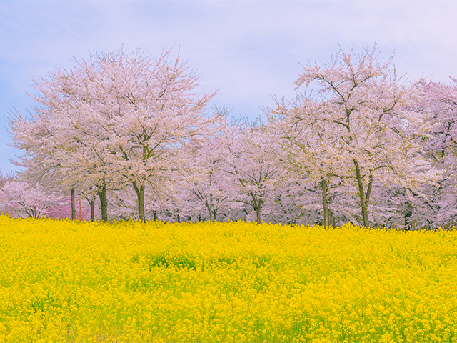 桜のトンネル わたらせ渓谷鐵道 と赤城南面千本桜 幻の霜降り 福豚しゃぶしゃぶ を味わう日帰りバスツアー バス市場