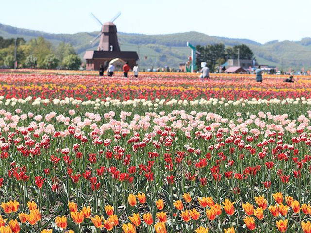 芝ざくら滝上公園と上湧別チューリップ公園へ行く日帰りバスツアー 札幌通運 クラブゲッツ バス市場