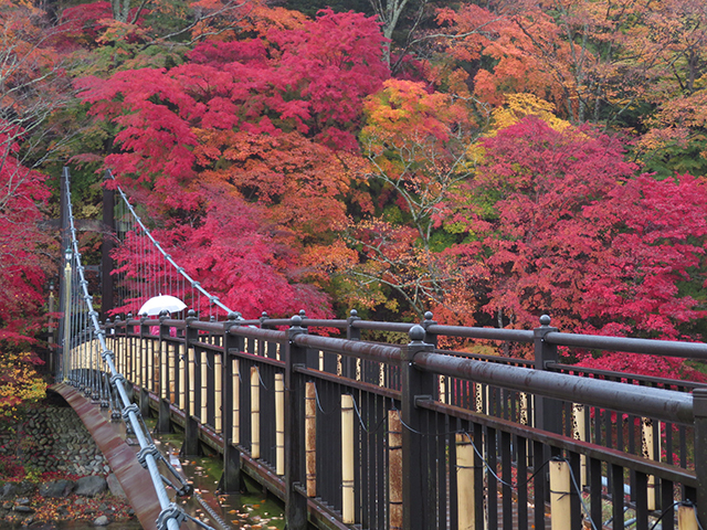 新宿発 ハンターマウンテン紅葉ゴンドラと紅の吊橋へ行くハンバーグプレートランチ付日帰りバスツアー