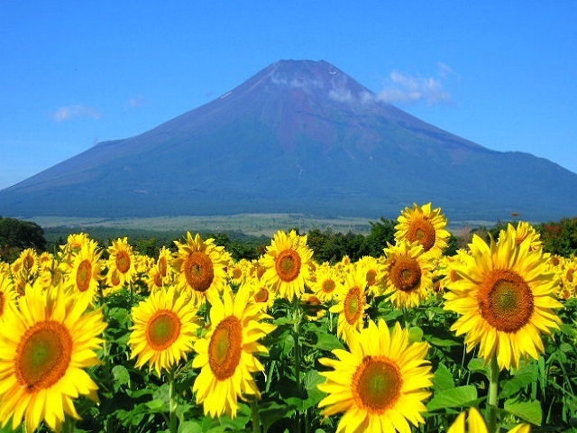 日本一の三島スカイウォークを夜に楽しむ ナイトスカイウォークと富士山に1番近いひまわり畑 地ビール飲み放題付 御殿場高原ディナーバイキングの日帰りバスツアー バス市場