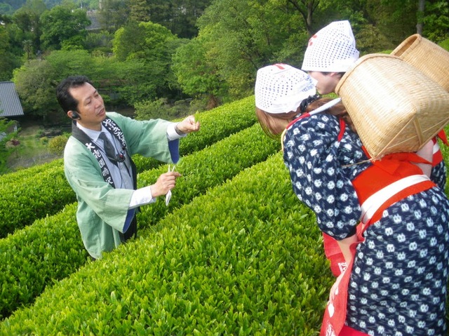 茶摘体験 駿河湾旬の味覚 桜えびのひつまぶし風御膳 とちょっぴりスイーツ付き 日帰りバスツアー